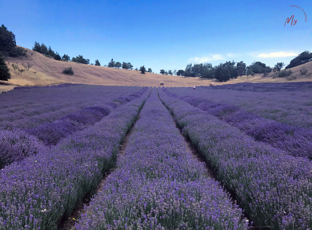 campo di lavanda in Valsamoggia a Rodiano