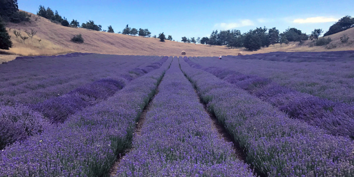 campo di lavanda in Valsamoggia a Rodiano