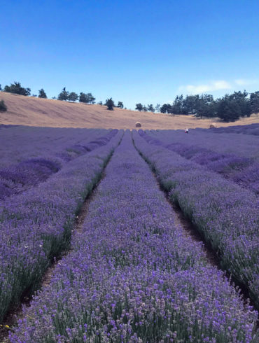campo di lavanda in Valsamoggia a Rodiano