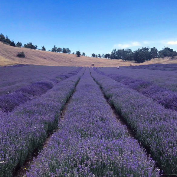 campo di lavanda in Valsamoggia a Rodiano