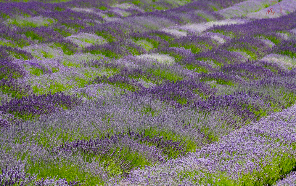 il campo di lavanda sull'Appennino Bolognese