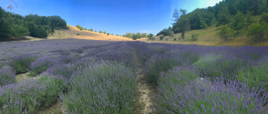 l'incanto della lavanda in Valsamoggia