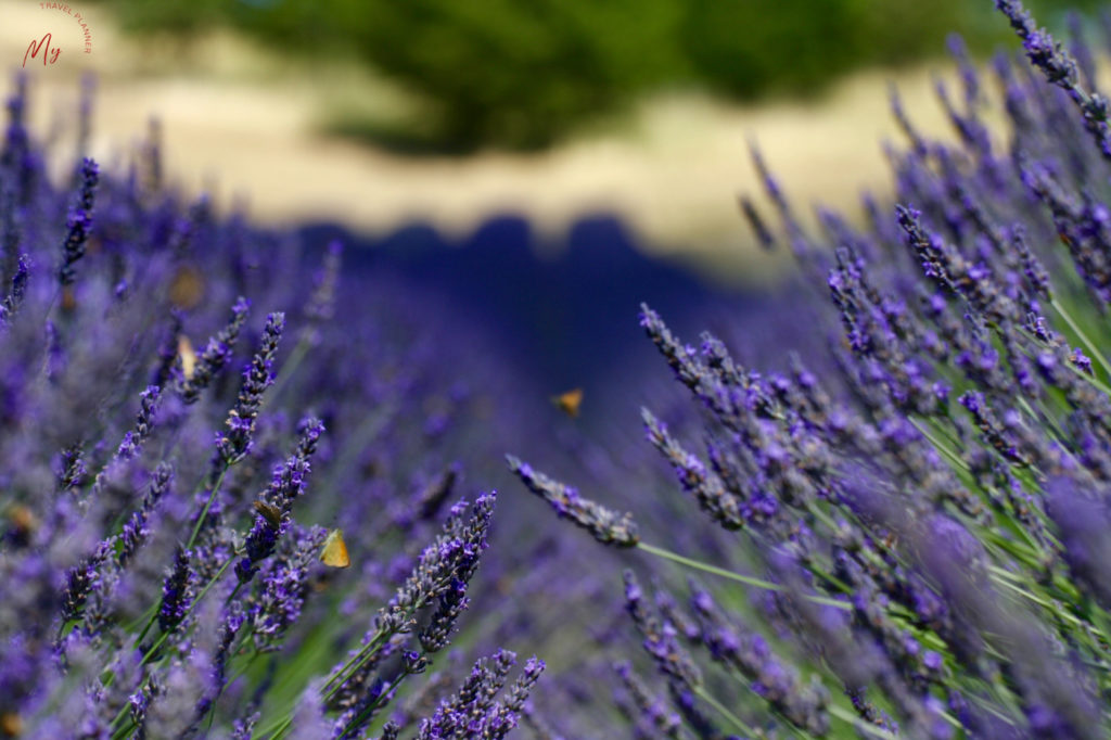 lavanda in Valsamoggia sull'Appennino Bolognese