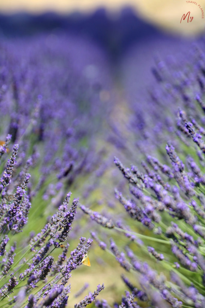 campo di lavanda vicino a Bologna