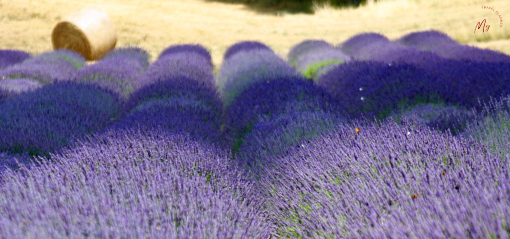 lavanda in Valsamoggia vicino a Bologna