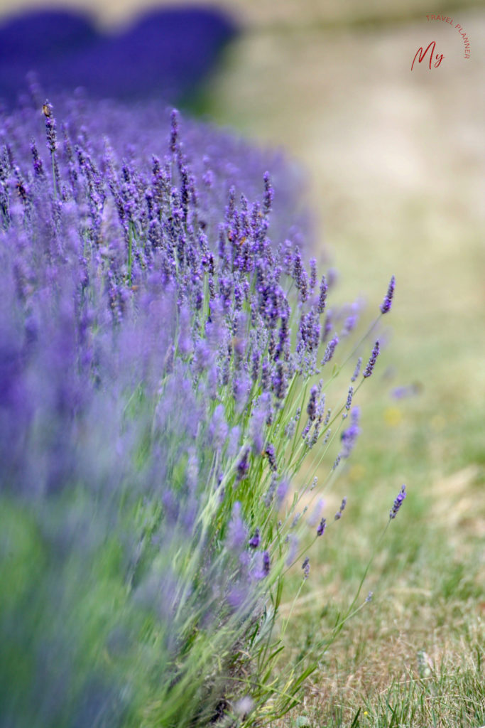 lavanda in Emilia Romagna