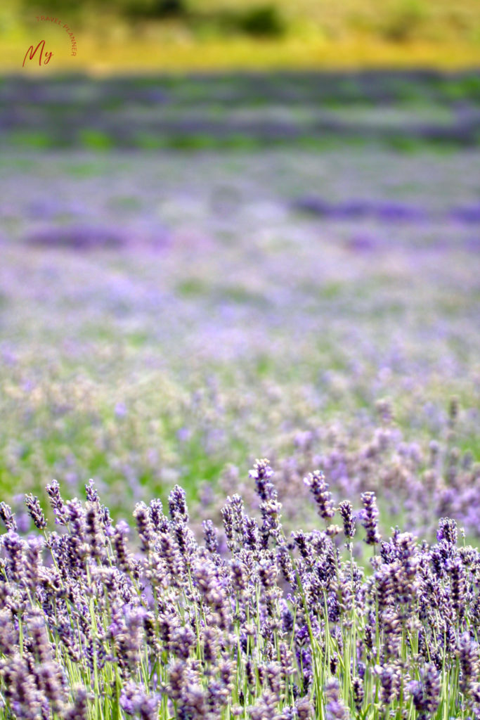 lavanda sull'Appennino Bolognese