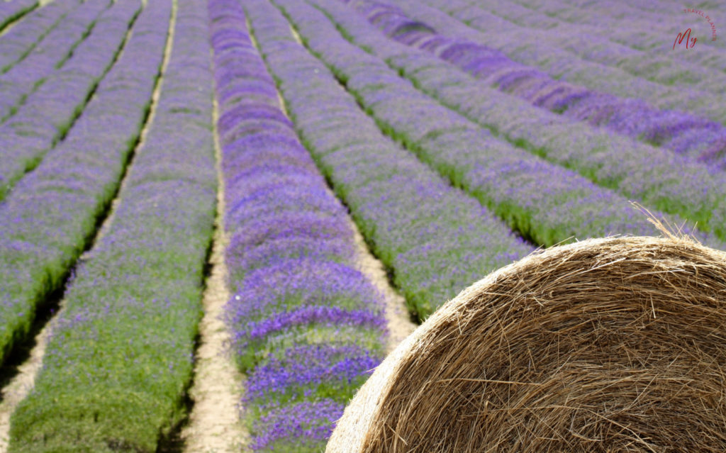 lavanda in Valsamoggia a Rodiano, Savigno