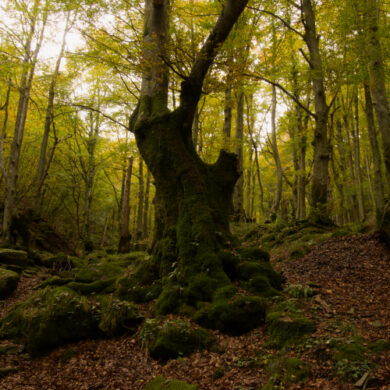 Foliage in Emilia Romagna negli antichi castagneti