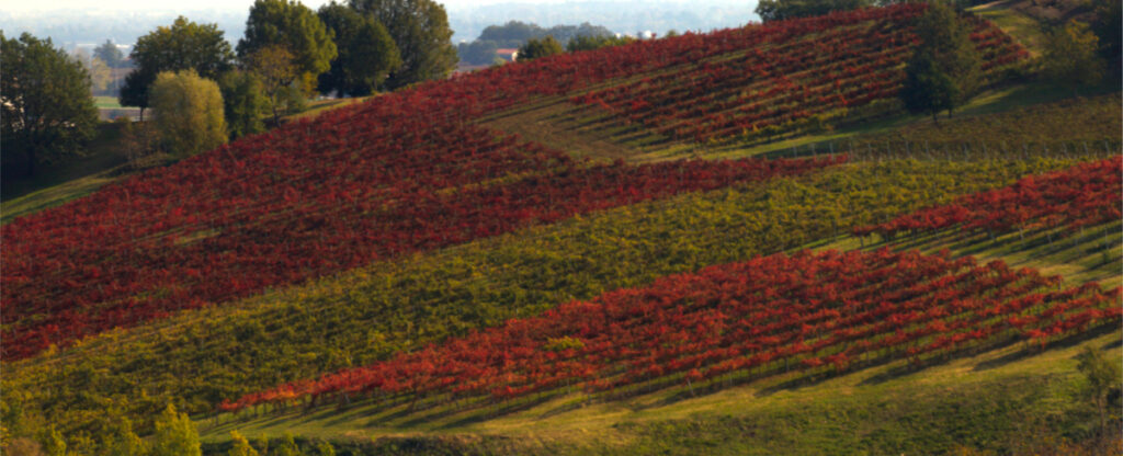 foliage in Emilia Romagna: i vigneti di Castelvetro di Modena