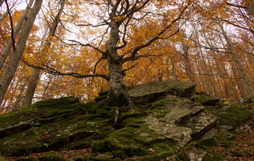 Foliage in Emilia Romagna: le cascate del Dardagna