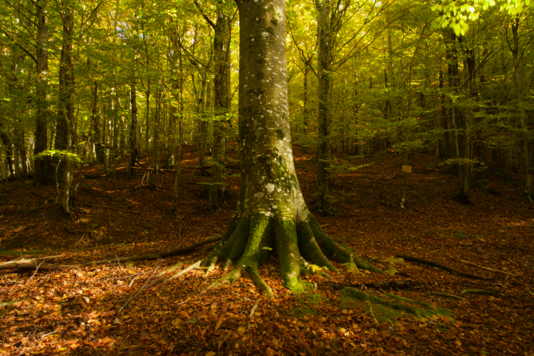 Foliage in Emilia Romagna: la faggeta alla Madonna del Faggio