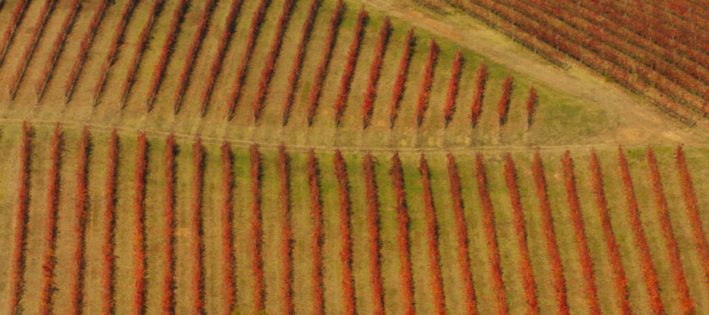 Foliage in Emilia Romagna nei vigneti di Castelvetro di Modena