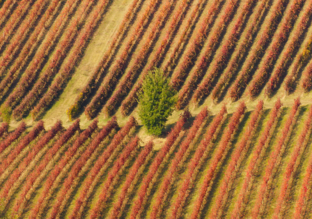 la bellezza dei vigneti a Castelvetro di Modena