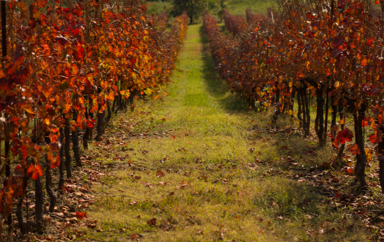 Foliage in Emilia Romagna nei vigneti della Romagna