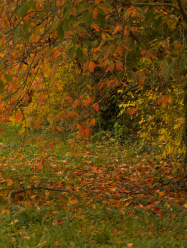 Foliage a Bologna