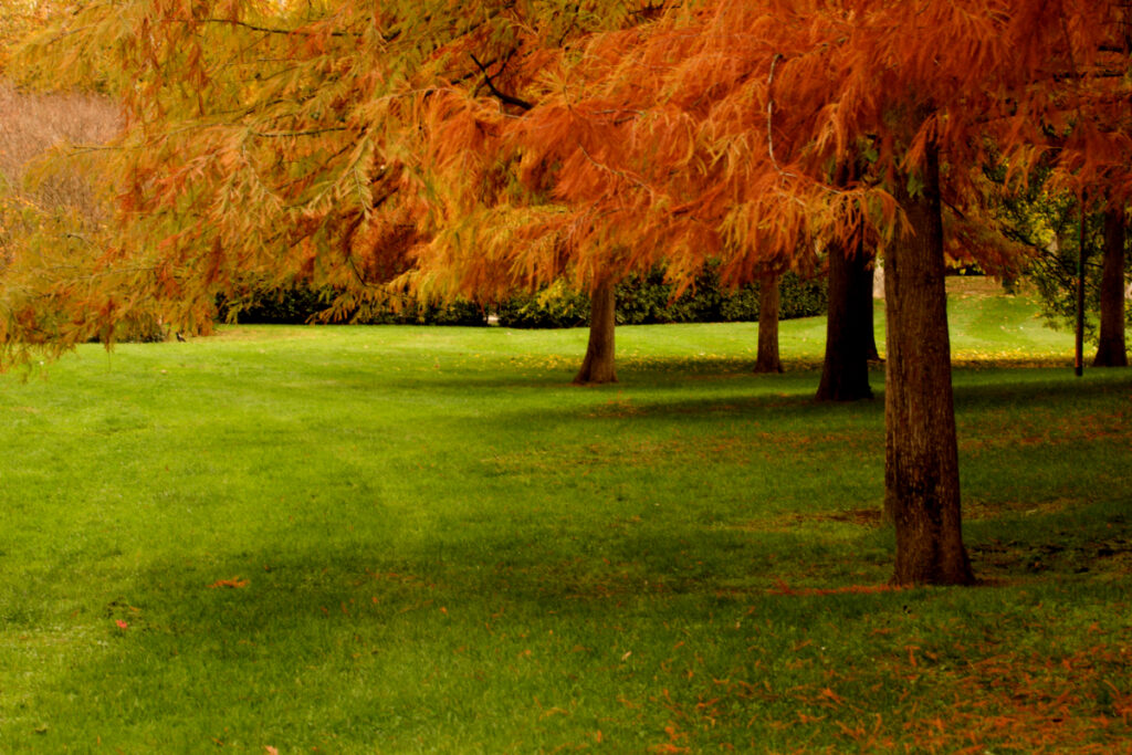 Foliage ai Giardini Margherita a Bologna