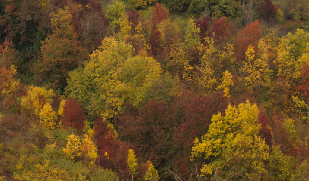 Foliage a Villa Ghigi a Bologna