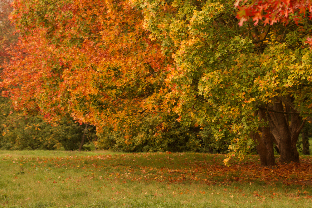 Foliage a Bologna al Parco dell'Alboreto