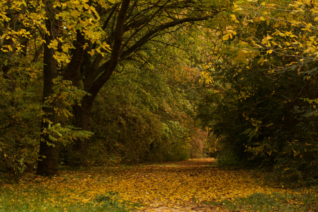 Foliage a Bologna al Parco dell'Arboreto