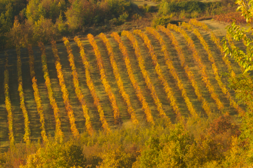 Foliage a Bologna e dintorni, i vigneti