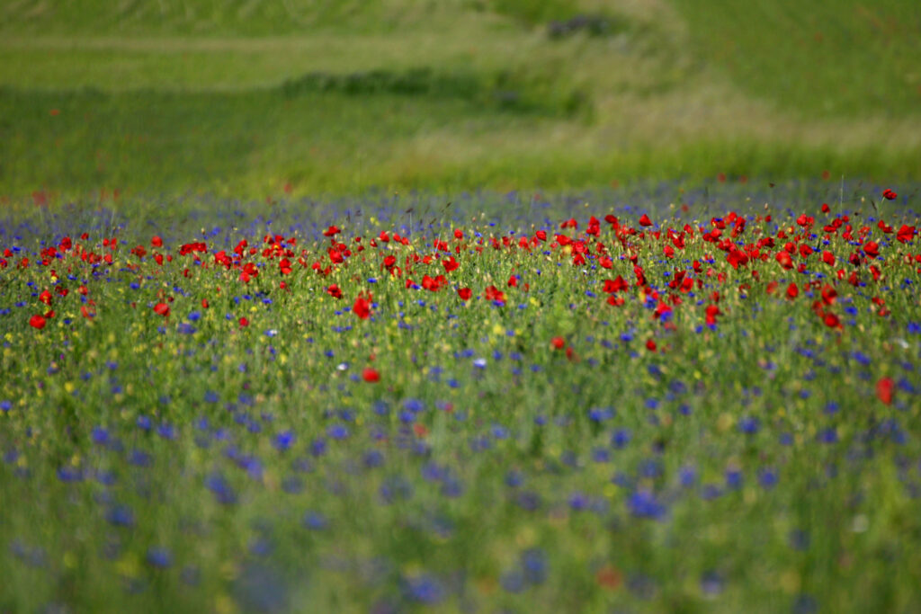 quando andare a Castelluccio, le fioriture di giugno e luglio