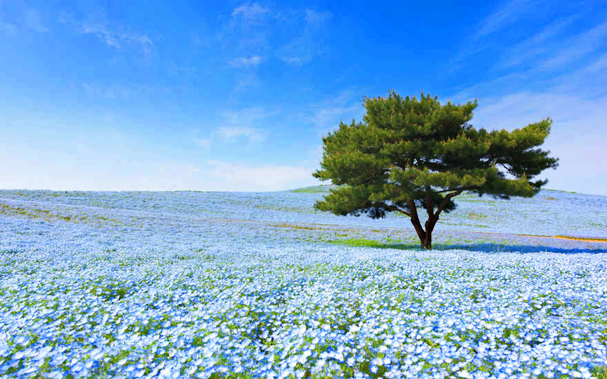 le più belle fioriture del mondo