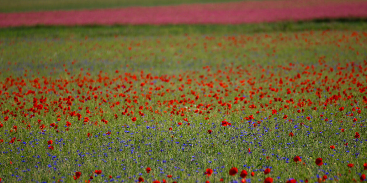 quando andare a Castelluccio per la fioritura