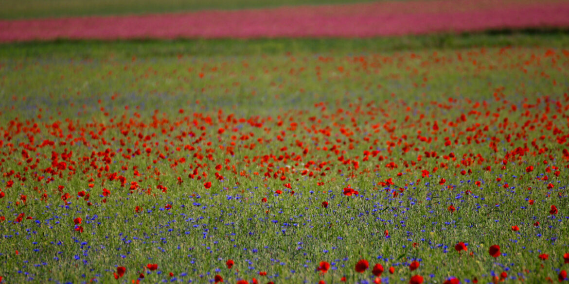 quando andare a Castelluccio per la fioritura