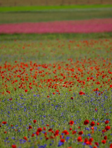 quando andare a Castelluccio per la fioritura