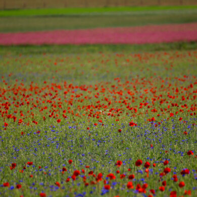 quando andare a Castelluccio per la fioritura