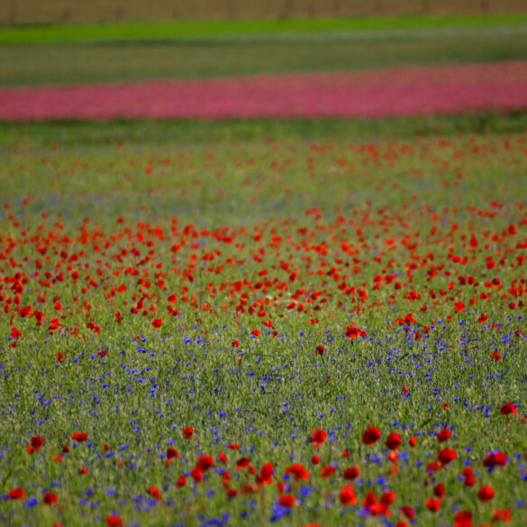 quando andare a Castelluccio per la fioritura