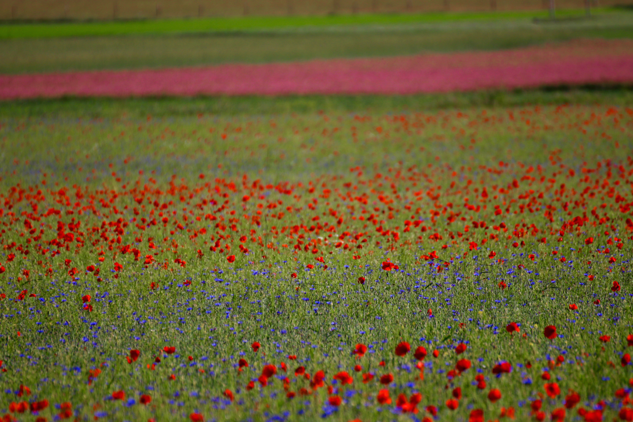 quando andare a Castelluccio per la fioritura