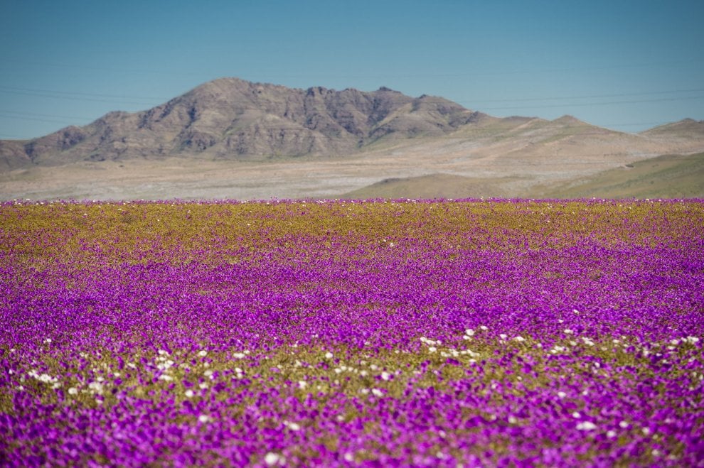 le fioriture più belle del mondo: Atacama