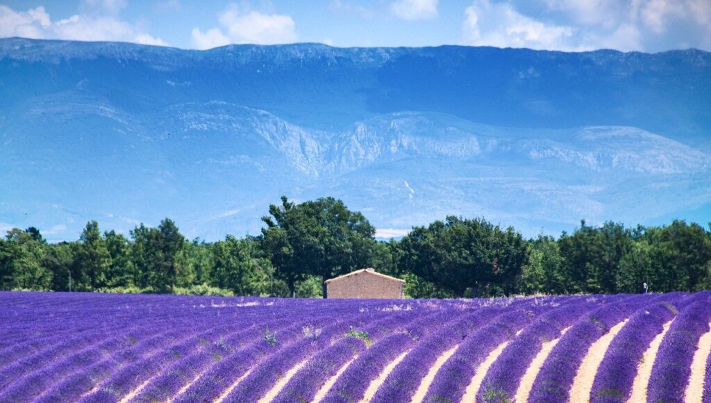 fioriture più belle del mondo: la lavanda