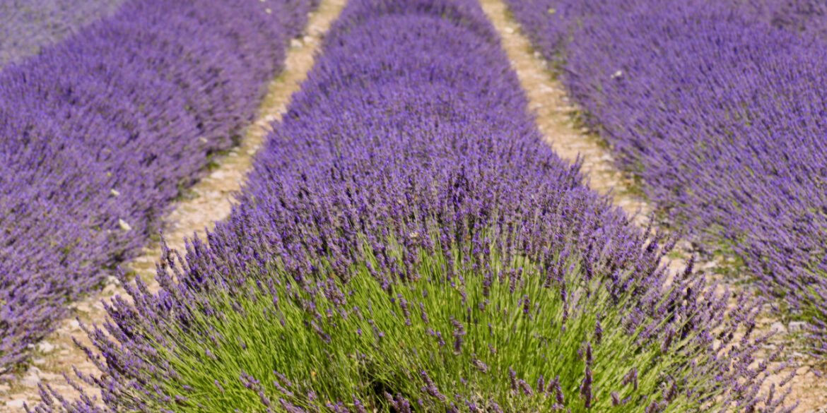 campi di lavanda in Italia