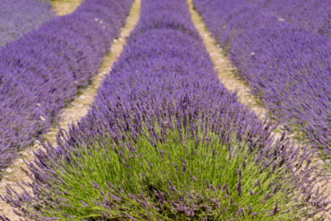 campi di lavanda in Italia