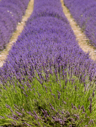 campi di lavanda in Italia
