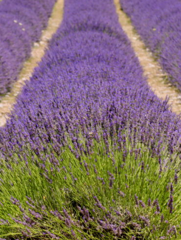 campi di lavanda in Italia