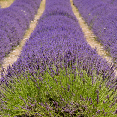 campi di lavanda in Italia