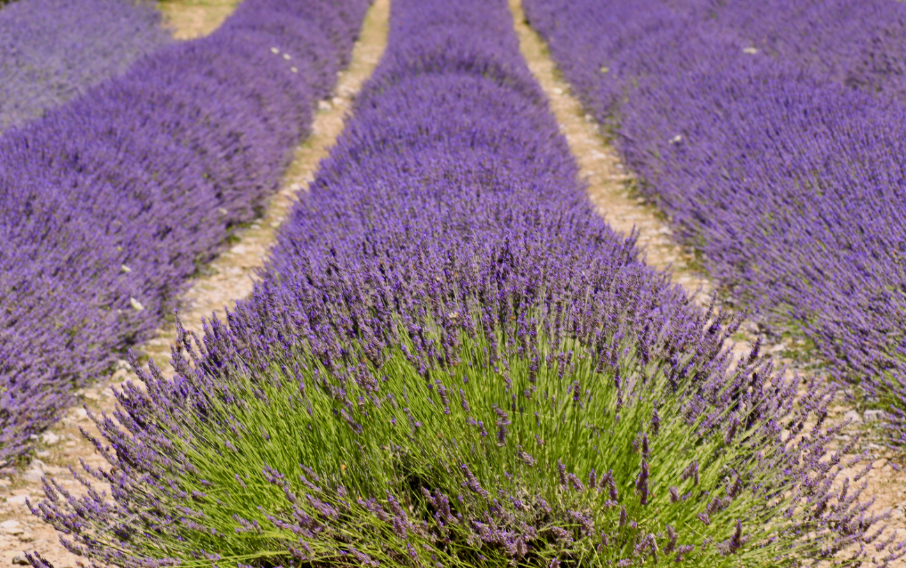 campi di lavanda in Italia