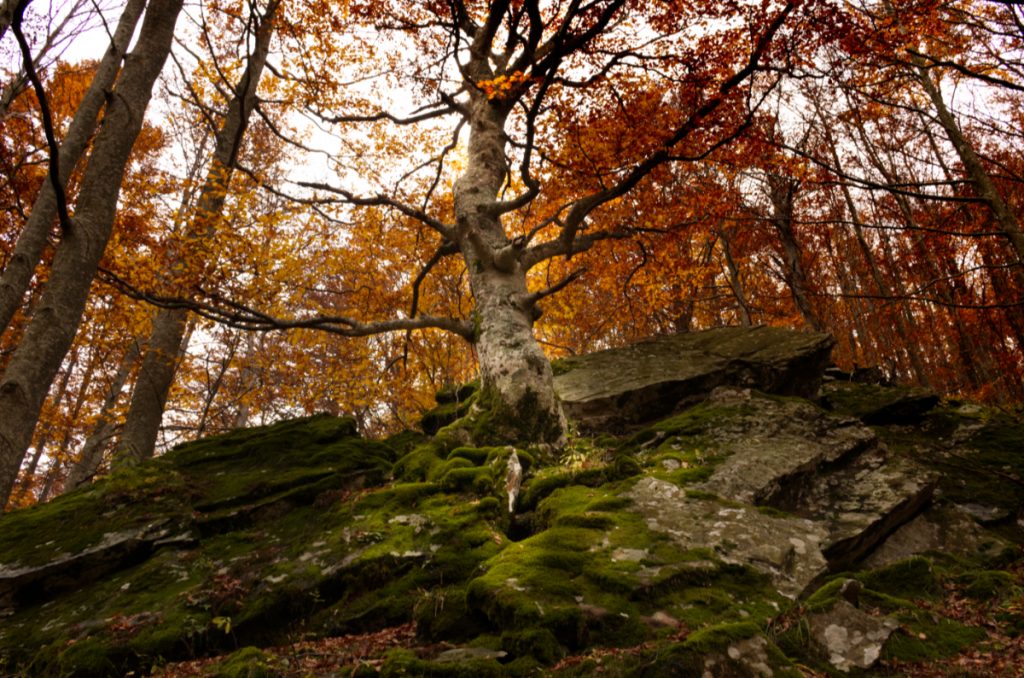 albero alle cascate del Dardagna