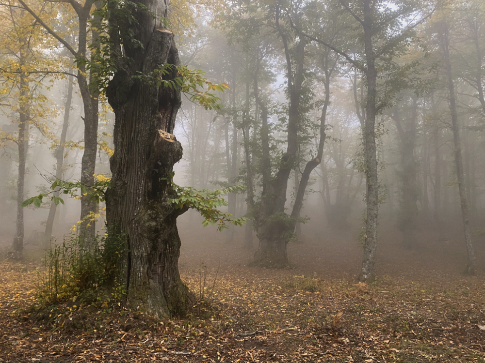 il castagneto del Poranceto in autunno