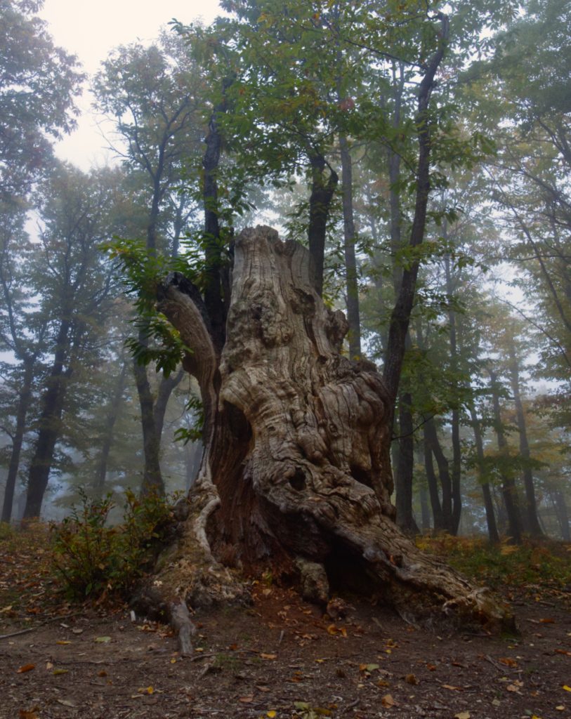 Castagno secolare al bosco di Poranceto