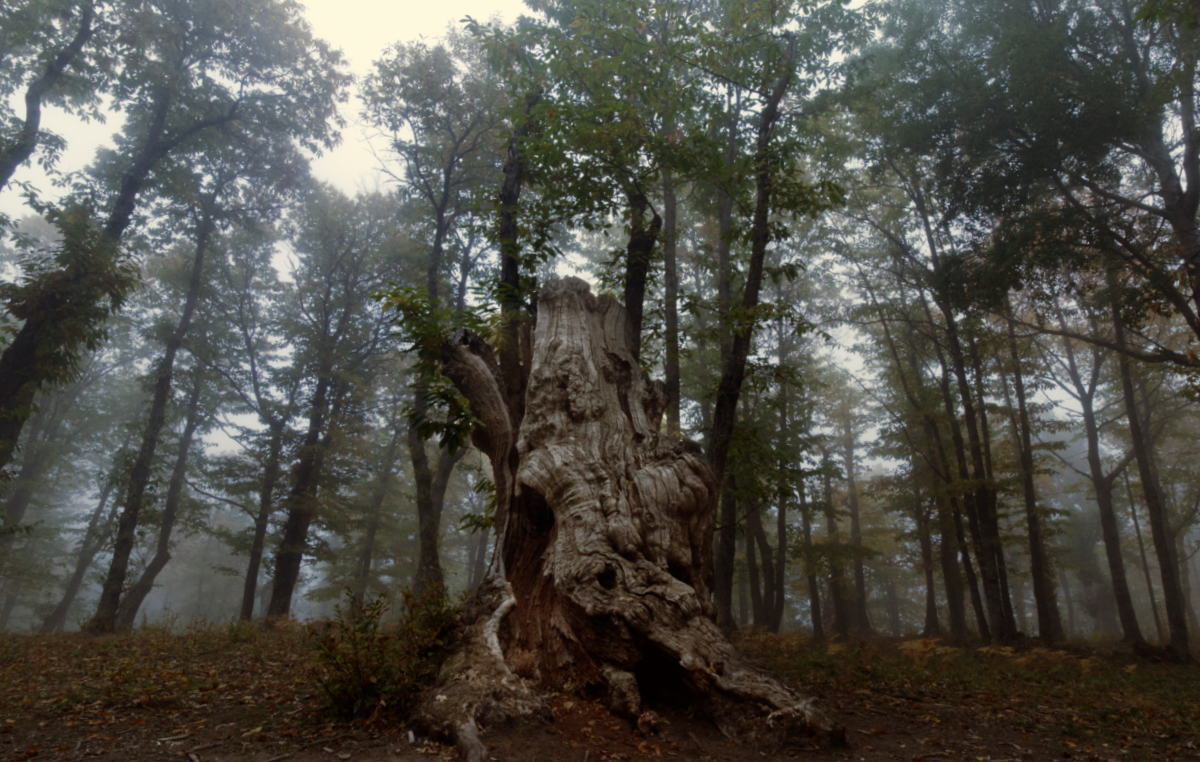 il castagneto di Poranceto