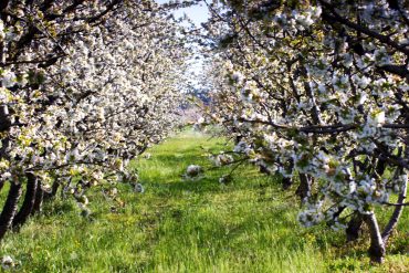 fioritura dei ciliegi in Italia