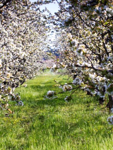 fioritura dei ciliegi in Italia