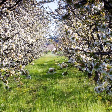 fioritura dei ciliegi in Italia