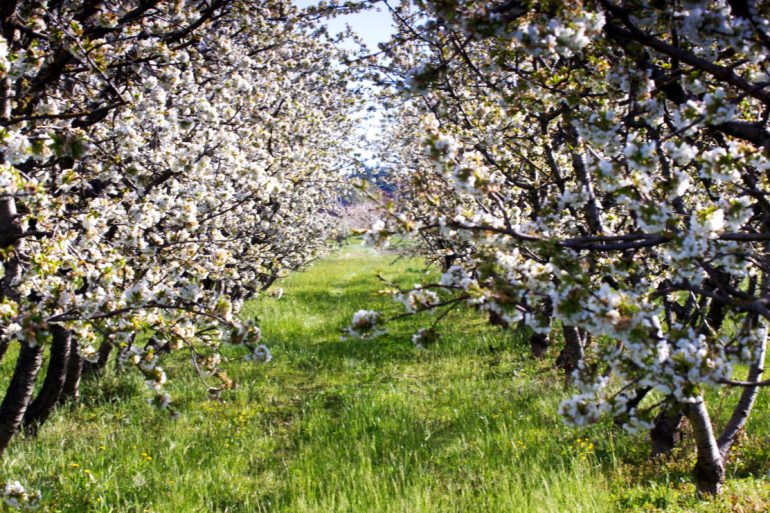 fioritura dei ciliegi in Italia