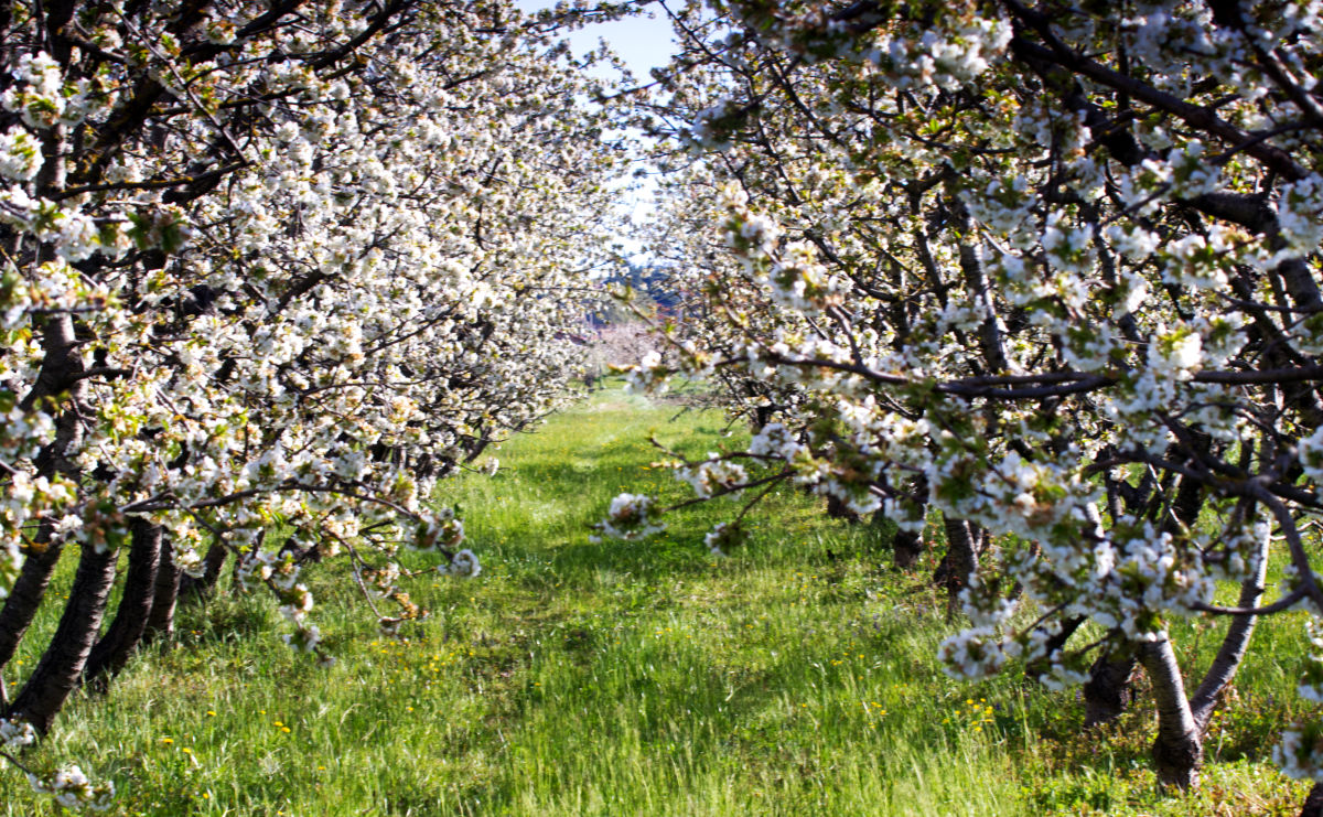 fioritura dei ciliegi in Italia